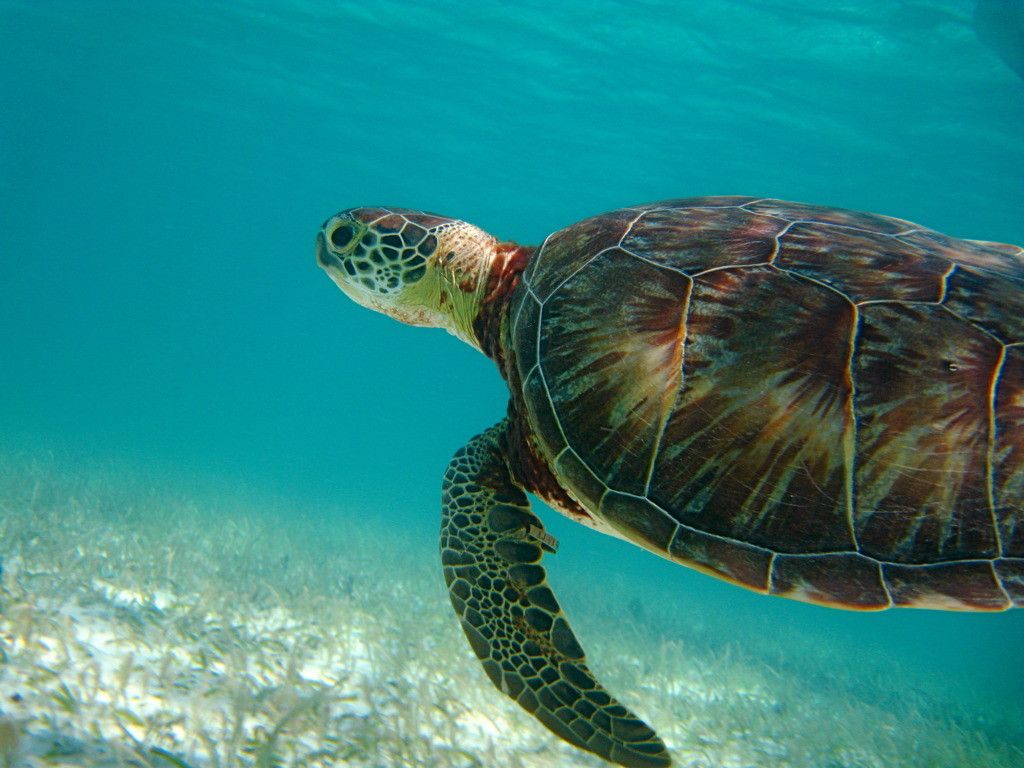 tortu1