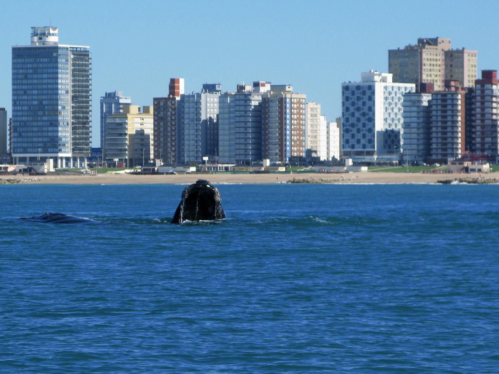 ballenas-miramar (1)