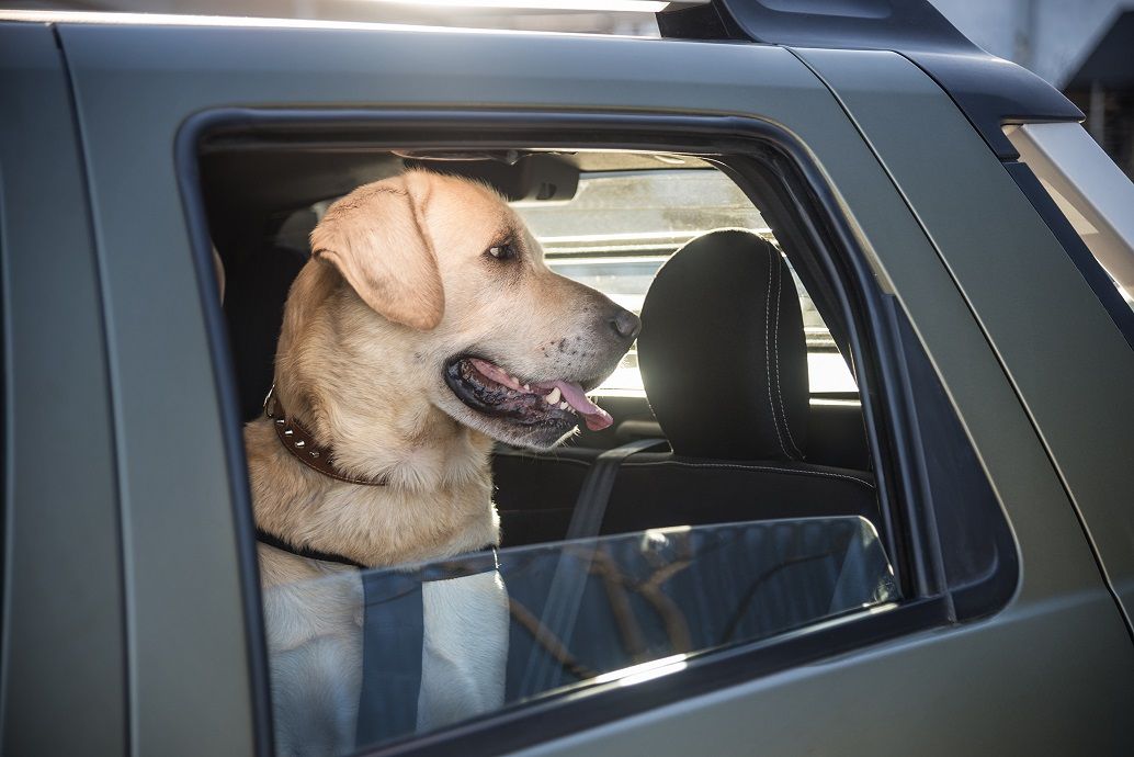 renault-pet-friendly-21